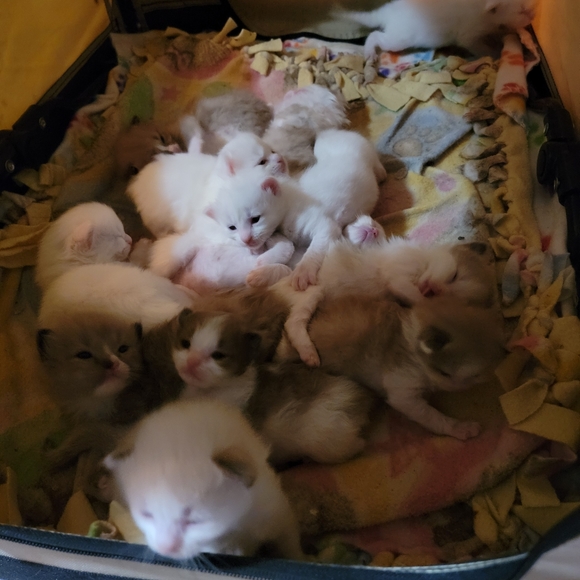 Ragdoll babies and Ragdoll Supplies and Grooming - Picture 3 of 7